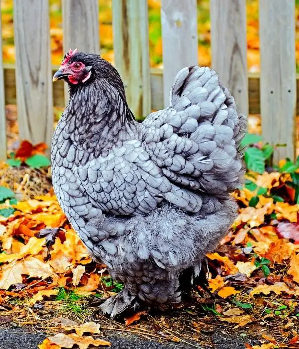 A blue Cochin chicken standing