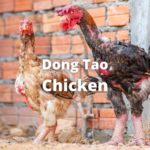 dong tao chicken or dragon chicken breed guide, dong tao rooster and hen