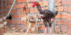 dong tao chicken or dragon chicken breed guide, dong tao rooster and hen