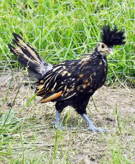 Golden Appenzeller Spitzhauben Chicken Flickr