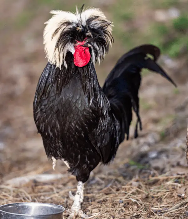 White Crested Black Polish