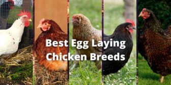 19 Best Egg Laying Chicken Breeds: With Name and Pictures