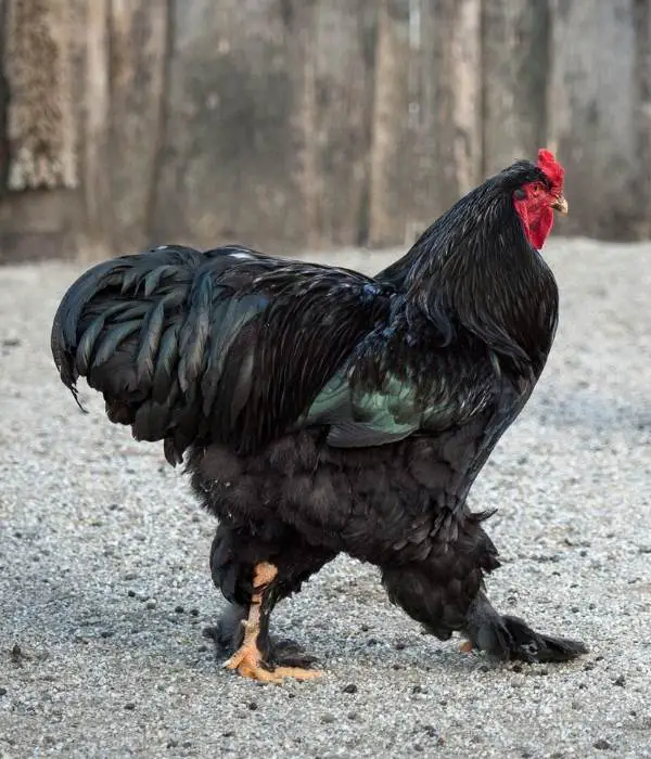 Brahma rooster breed