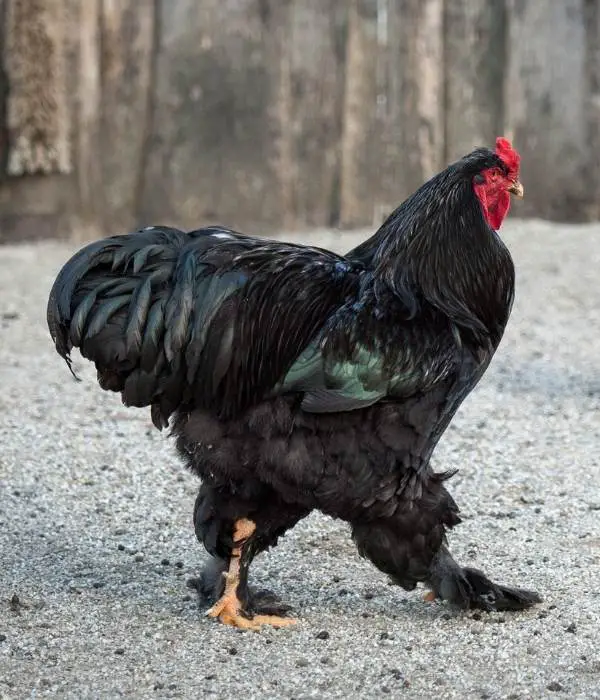 brahma chicken walking