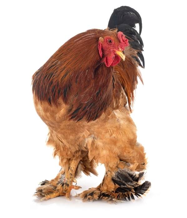 a brahma rooster with fluffy feathers