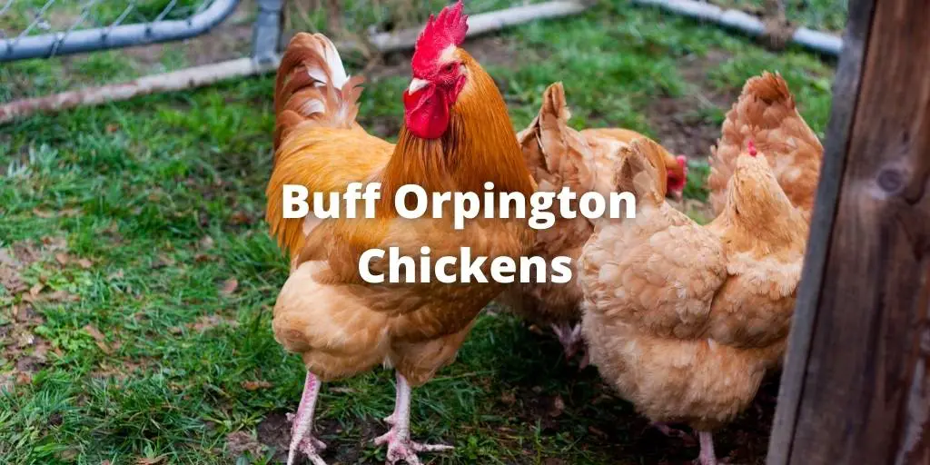 complete breed guide of Buff Orpington chickens