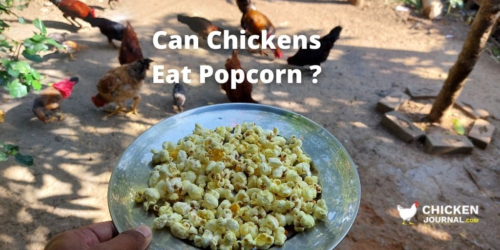 Can Chickens Eat Popcorn? Popped or Unpopped Kernels