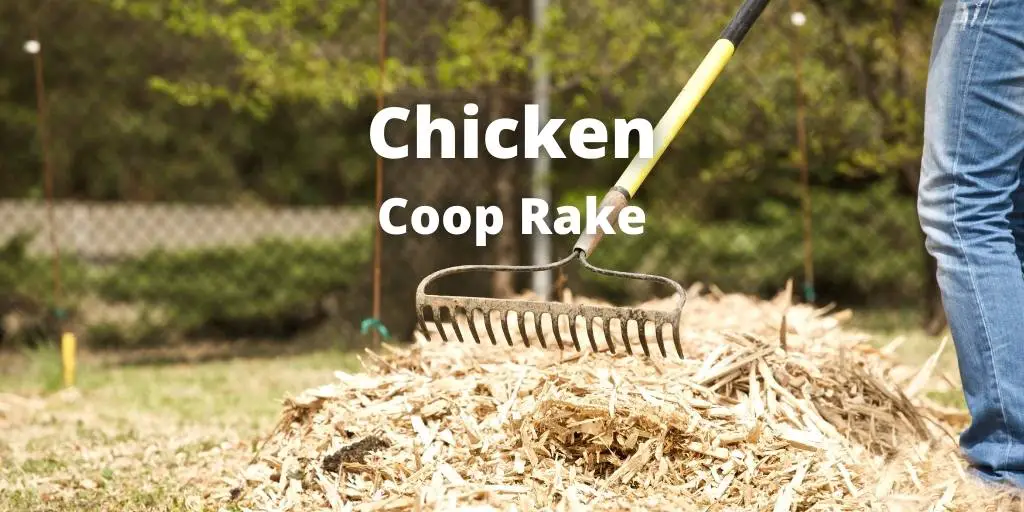 Best 7 Chicken Coop Rake (For Cleaning Chicken Pen)