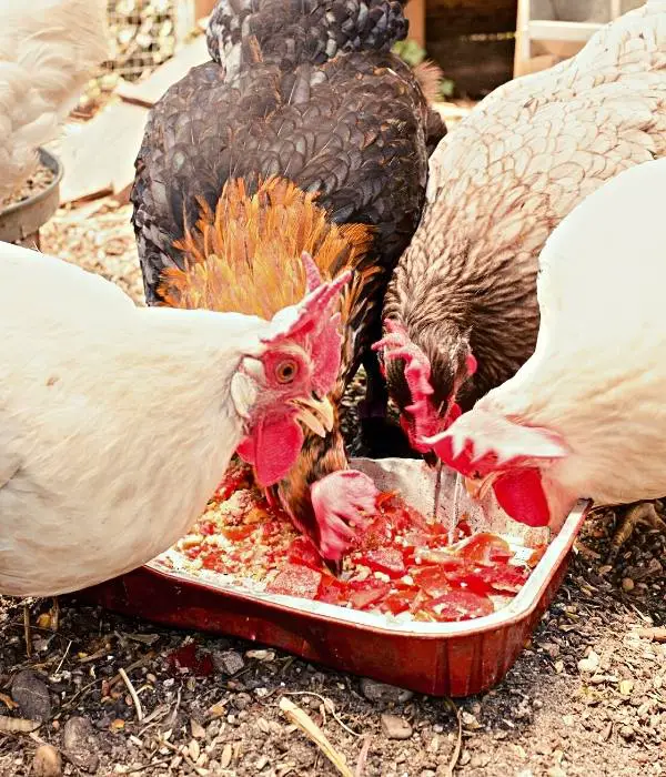 chickens eating meat together