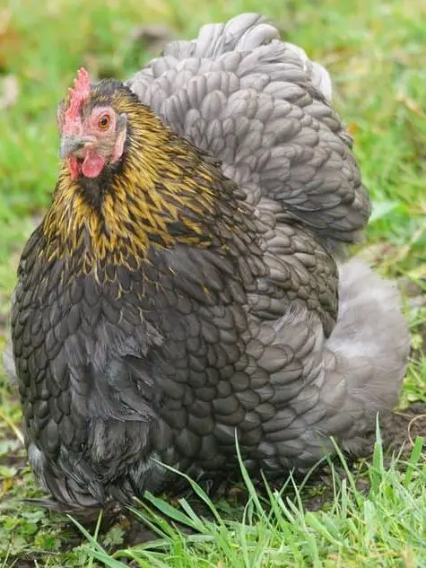 Cochin chickens