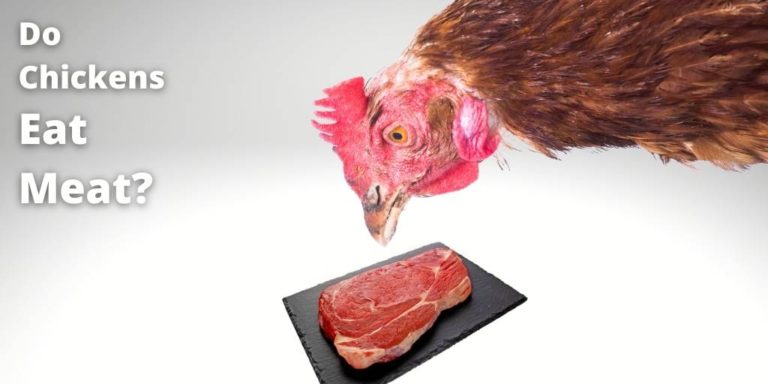 Can Chickens Eat Meat? Types, Feeding Benefits, Side-Effects
