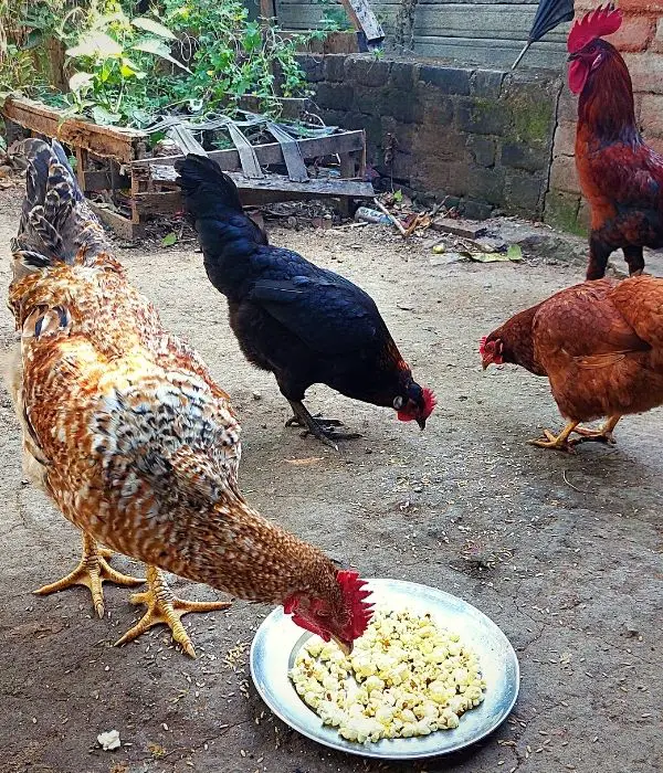 Can Chickens Eat Popcorn? Popped or Unpopped Kernels