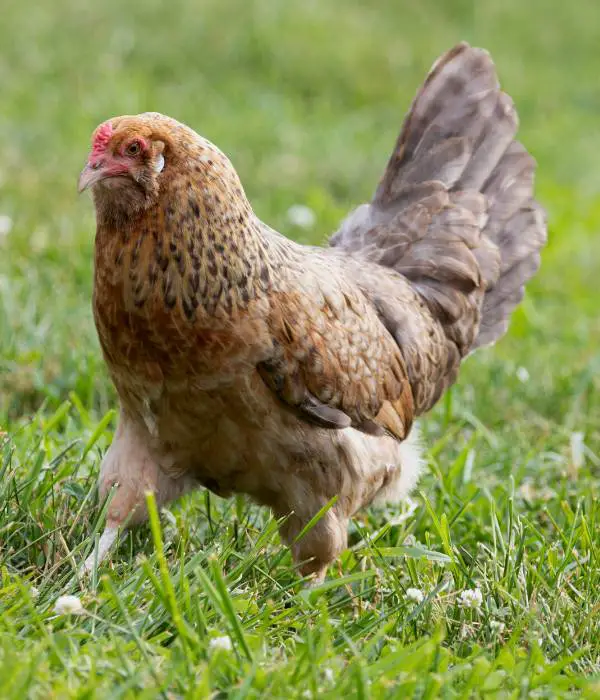 free ranging easter egger hen, they are one of the best blue-green egg laying chickens