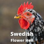 Swedish Flower Hen Chicken: Eggs, Size, Color, Temperament, Care Guide