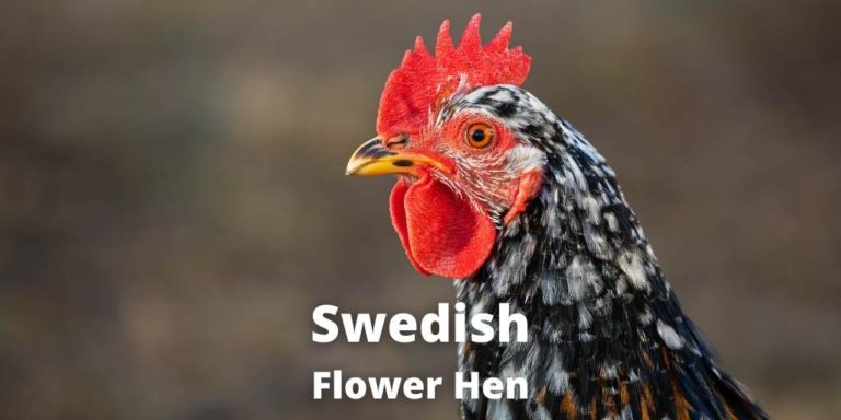 Swedish Flower Hen Chicken: Eggs, Size, Color, Temperament, Care Guide
