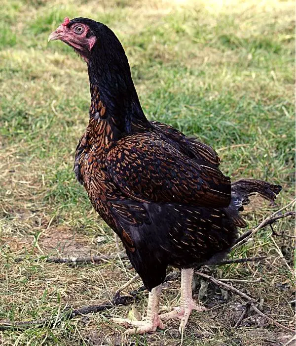 cornish chicken molting, cornish rooster, fighting, crnish chicken standing