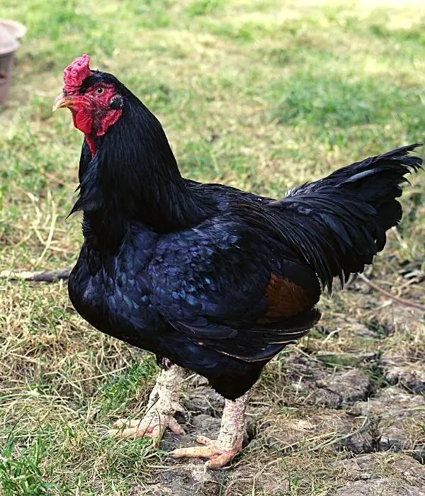 a cornish rooster, short leg cornish chicken