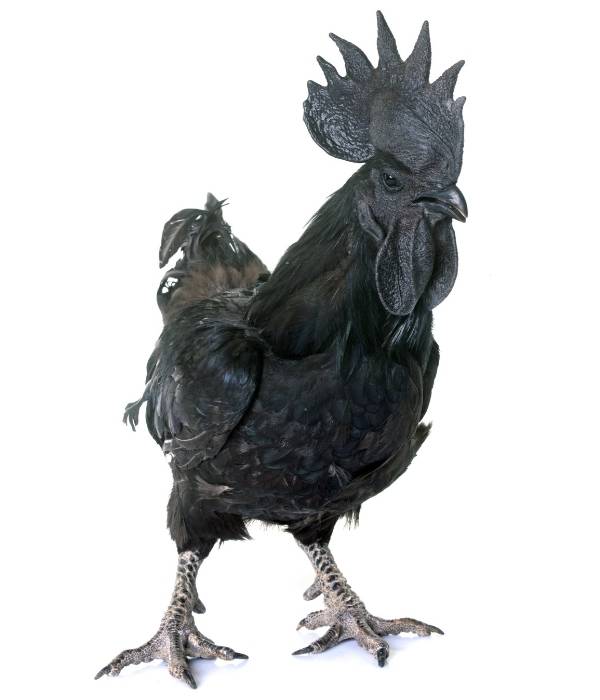 Black Ayam Cemani Rooster Standing