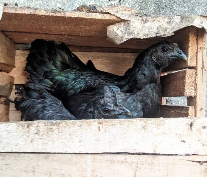 Two Ayam Cemani in nesting box