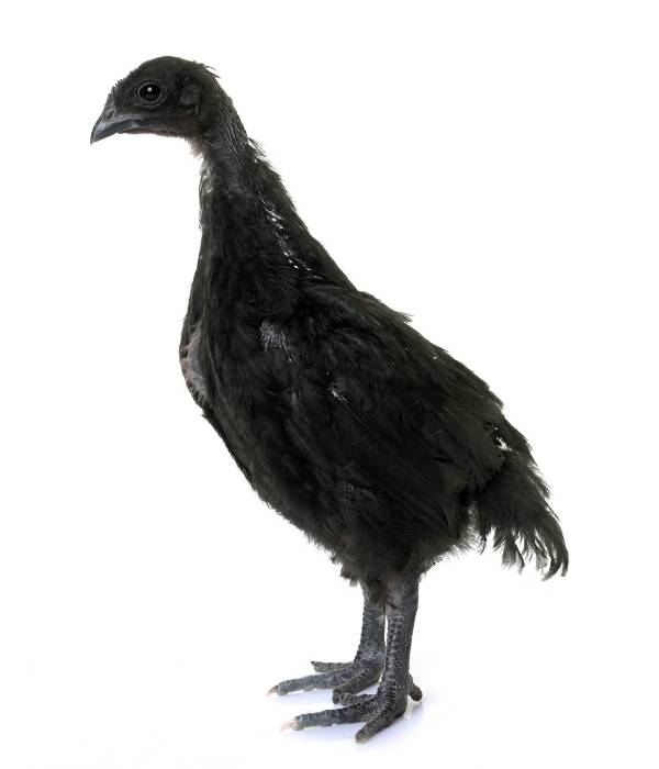 Ayam Cemani Cockerel or Pullet