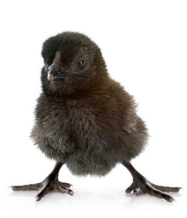 Ayam Cemani Baby Chick