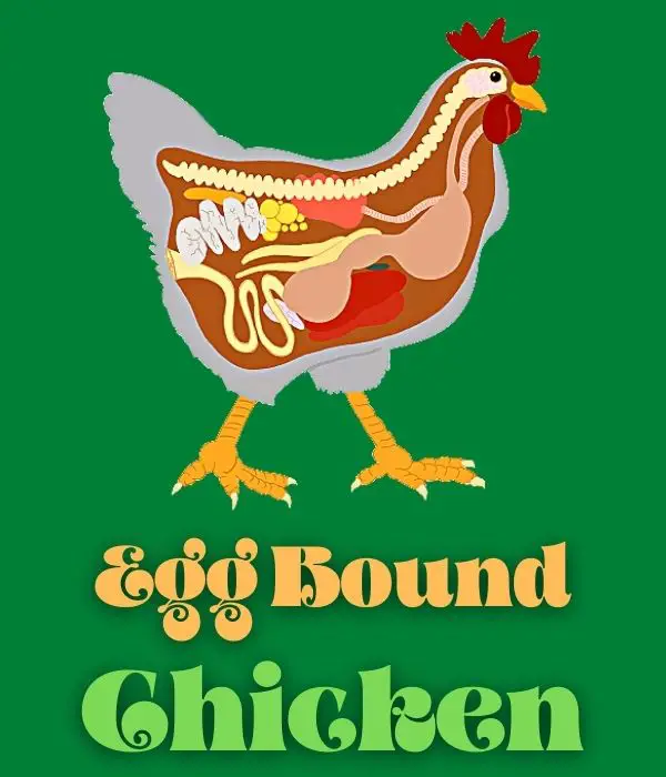 egg binding, egg bound chicken, Causes, Symptom, Treatment, Prevention