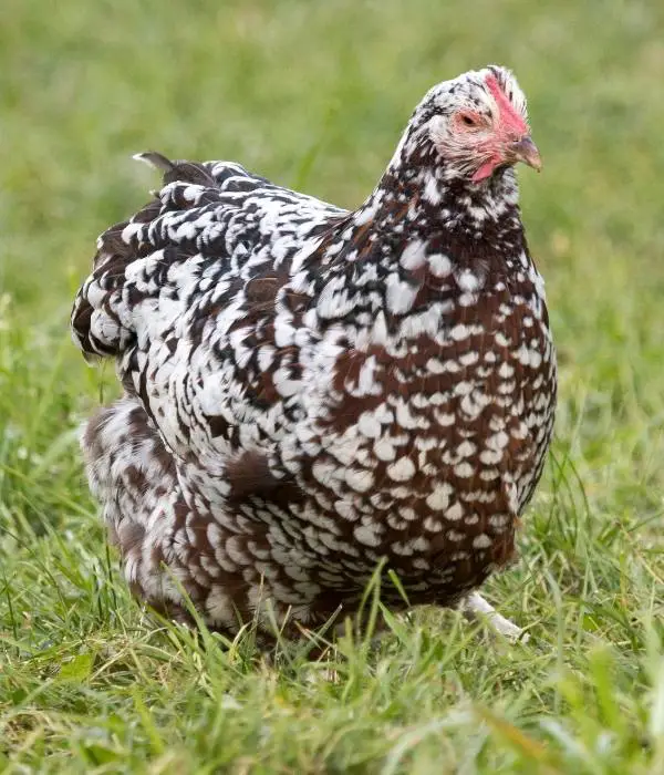 Speckled Sussex are one of the best egg laying chicken breeds