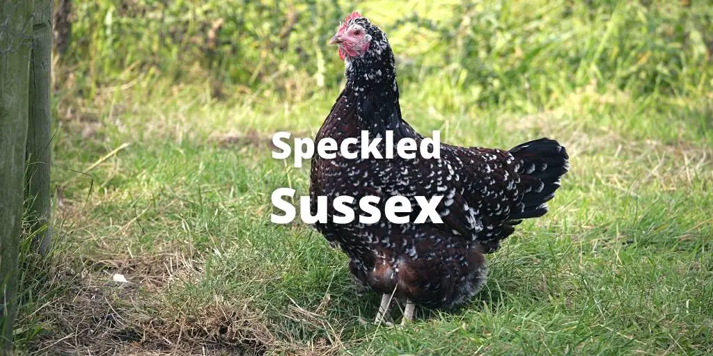 Speckled Sussex Chicken Breed Guide