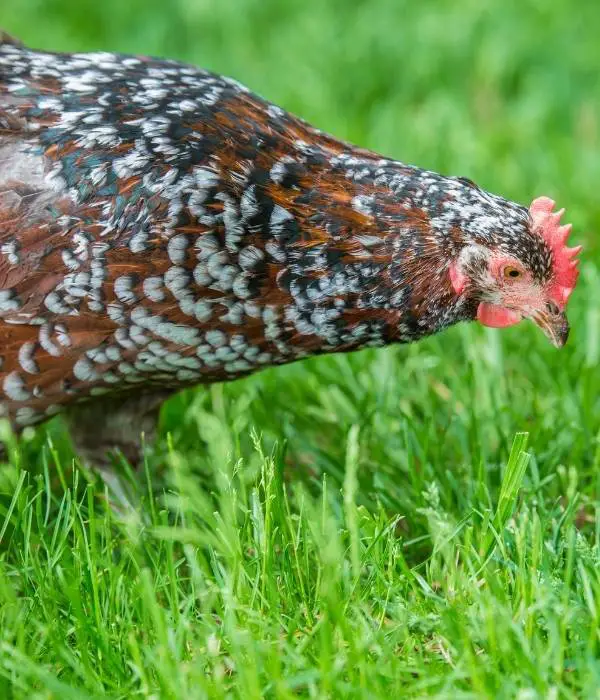 Color, Size, Appearance, Characteristics of Speckled Sussex chickens