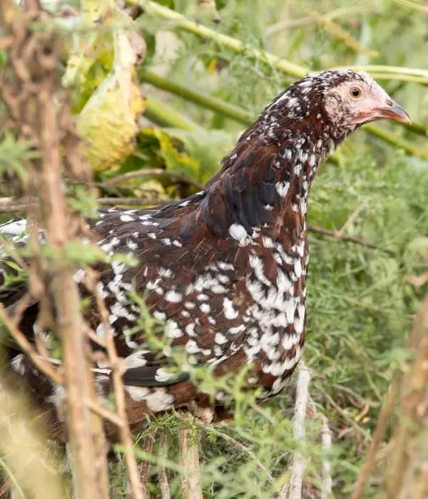 a Speckled Sussex hen in foraging bushes, Speckled Sussex hen free ranging