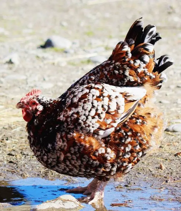 buff speckled sussex, sussex chicken drinking water