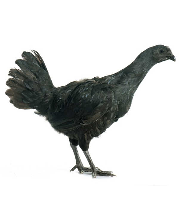 Ayam Cemani Hen Picture