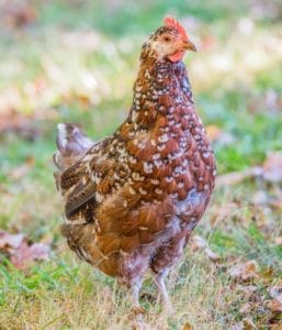 Speckled Sussex Chicken: Eggs, Color, Size, Temperament, Pics
