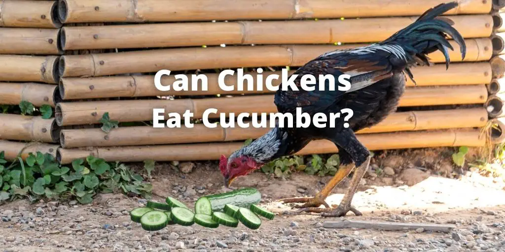 Can Chickens Eat Cucumber? Peel, Leaves, Seeds, Vines or Flesh