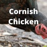 cornish chicken breed guide, eggs, size, temperament, recognized variety