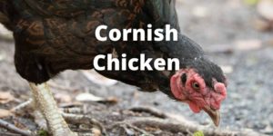 cornish chicken breed guide, eggs, size, temperament, recognized variety