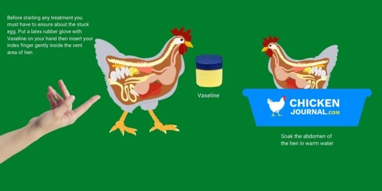 Egg Bound Chicken: Causes, Symptom, Treatment, Prevention