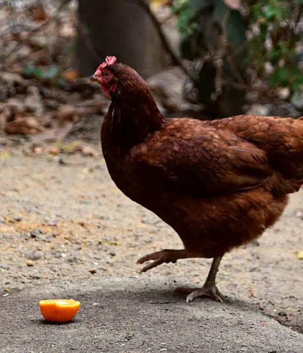 my hen in from of a orange piece, can she eat orange