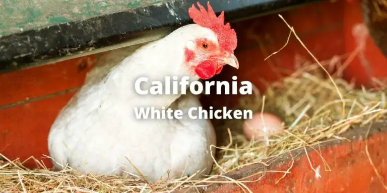 California White Chicken Breed Guide: Eggs, Size, Color, Pictures and More