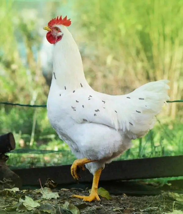 California White chicken are one of the best chicken breeds that lay white eggs