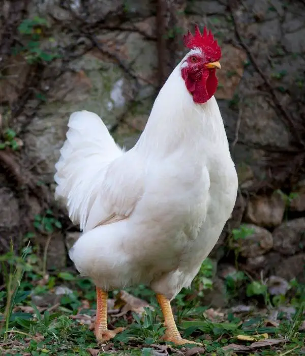 California White Chicken Rooster