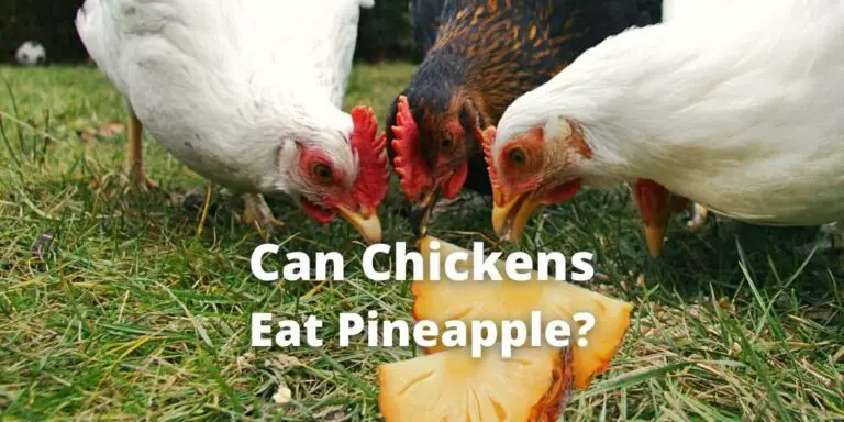 Can Chickens Eat Pineapple? Peel, Flesh, Core, Leaves, Scraps