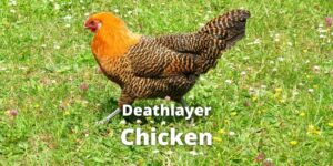 Deathlayer Chicken Breed: Eggs, Color, Size, Lifespan and More