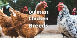Top 11 Quietest Chicken Breeds (List With Pictures), quiet chicken breed, low noise chickens