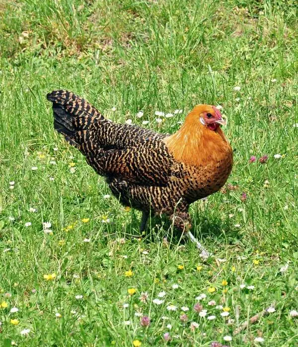 Raising Deathlayer Chicken