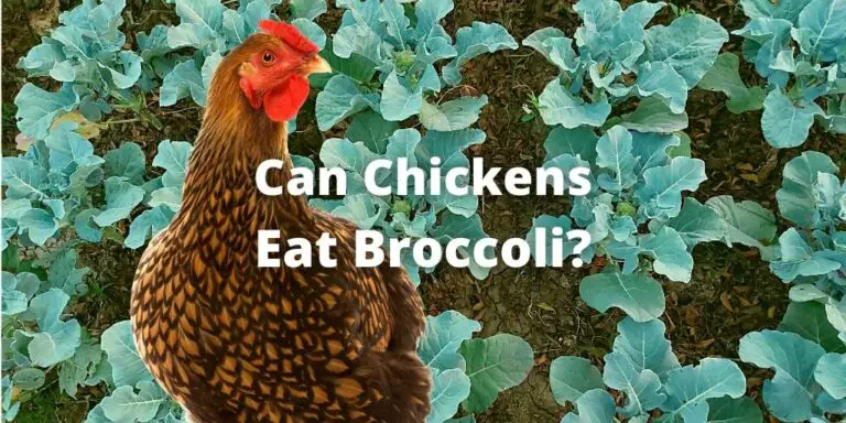 Can Chickens Eat Broccoli? Plant Flower Heads, Leaves, Stems