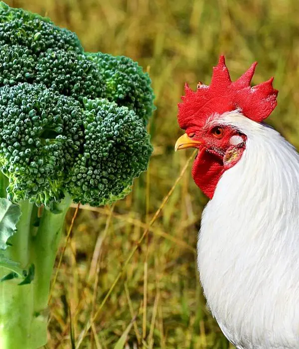 Do Chickens Eat Broccoli?