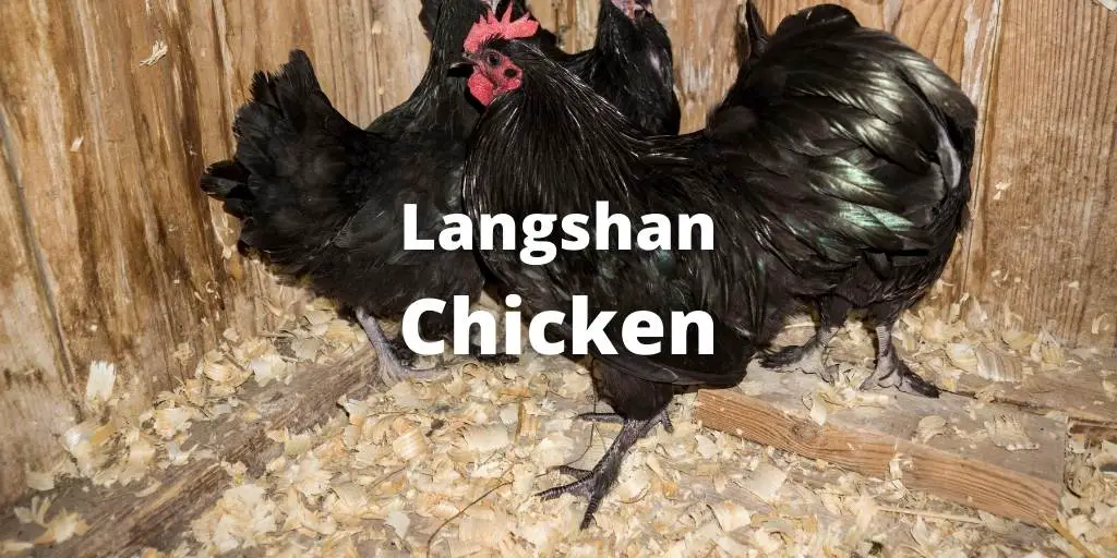 Langshan Chicken Breed: Eggs, Size, Color, Care Guide, Pictures