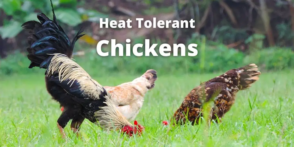 13 Best Heat Tolerant Chickens For Hot Weather - ChickenJournal