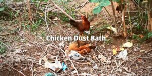 Chicken Dust Bath: Its Benefits, Recipe, and FAQs